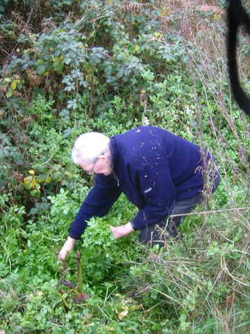 Picking watercress.JPG